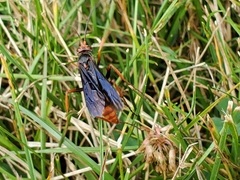 Tachypompilus ferrugineus