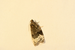 Apotomis capreana