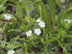 Cryptantha hispida