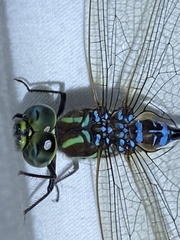 Aeshna tuberculifera