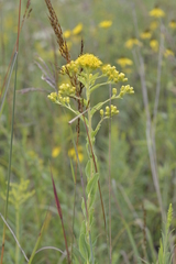Solidago rigida humilis