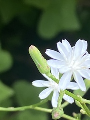 Lactuca floridana