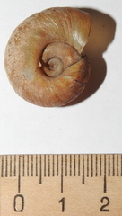 Planorbarius corneus