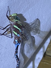 Aeshna tuberculifera