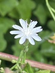 Lactuca floridana