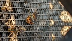 Nymphalidae