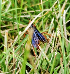 Tachypompilus ferrugineus