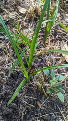 Cyperus esculentus