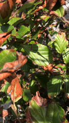 Hamamelis virginiana