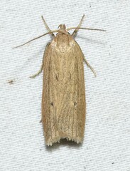 Gonioterma mistrella