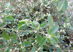 Alternanthera