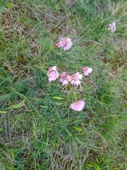 Armeria maritima elongata