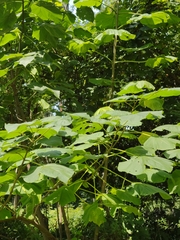 Paulownia tomentosa