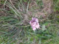 Armeria maritima elongata