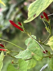 Ipomoea hederifolia