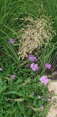 Sorghastrum