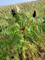 Rhus