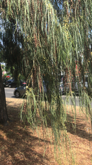 Casuarina equisetifolia