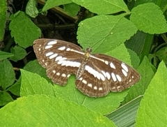 Neptis