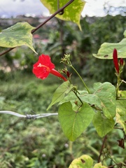 Ipomoea hederifolia