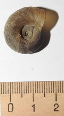 Planorbarius corneus