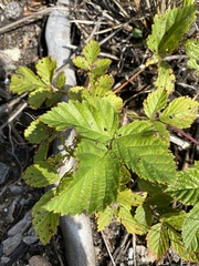 Rubus hispidus