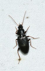 Agonum