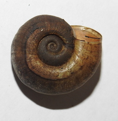 Planorbarius corneus