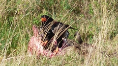 Terathopius ecaudatus