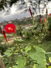 Ipomoea hederifolia