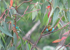 Tangara cyanoventris