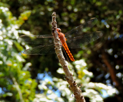 Orthemis discolor