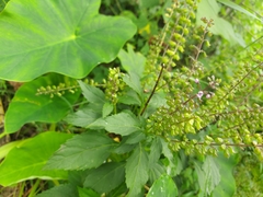 Ocimum campechianum