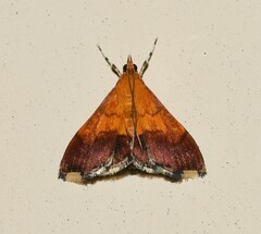 Pyrausta bicoloralis
