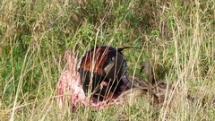 Terathopius ecaudatus