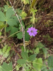 Geranium pyrenaicum