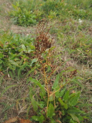 Rumex thyrsiflorus