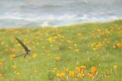 Tachycineta leucopyga