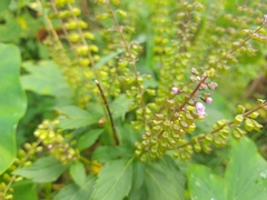 Ocimum campechianum