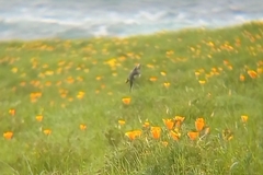 Tachycineta leucopyga