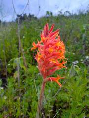 Dichromanthus cinnabarinus