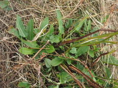 Rumex thyrsiflorus