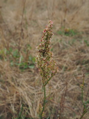 Rumex thyrsiflorus