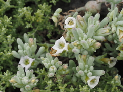 Nolana crassulifolia