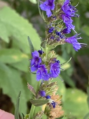 Hyssopus officinalis
