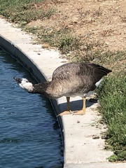 Anser anser × Branta canadensis