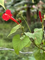 Ipomoea hederifolia