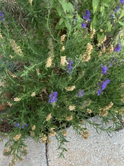 Hyssopus officinalis