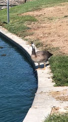 Anser anser × Branta canadensis
