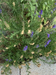 Hyssopus officinalis